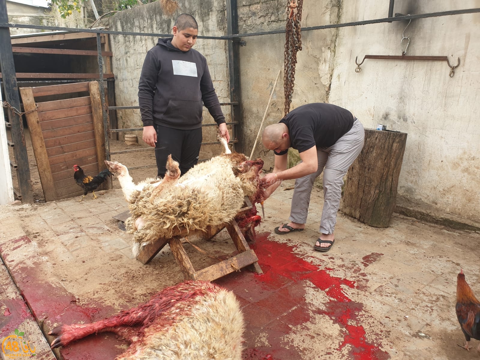  فيديو: خدمة لأهالي يافا - جمعية يافا عنوانكم لإحياء سنة العقائق والنذور 